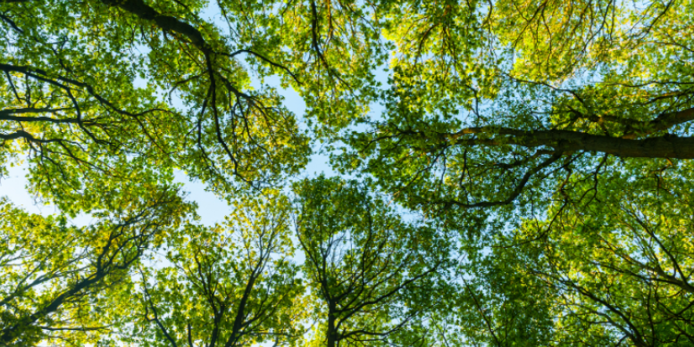 How Fern Creek’s Trees Shelter Mosquitoes