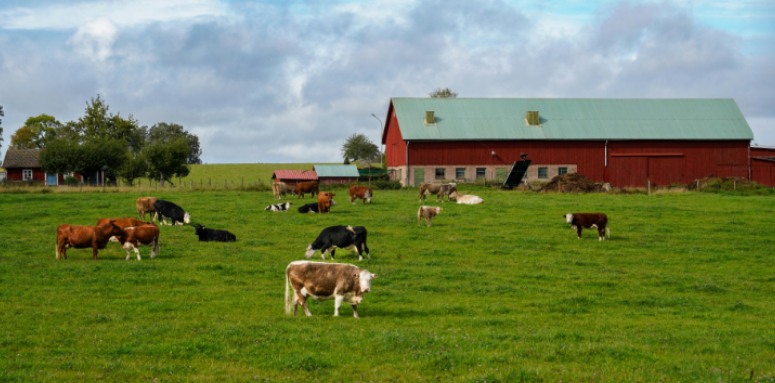 Why Surrounding Farms Increase Rodent Migration into Versailles Homes