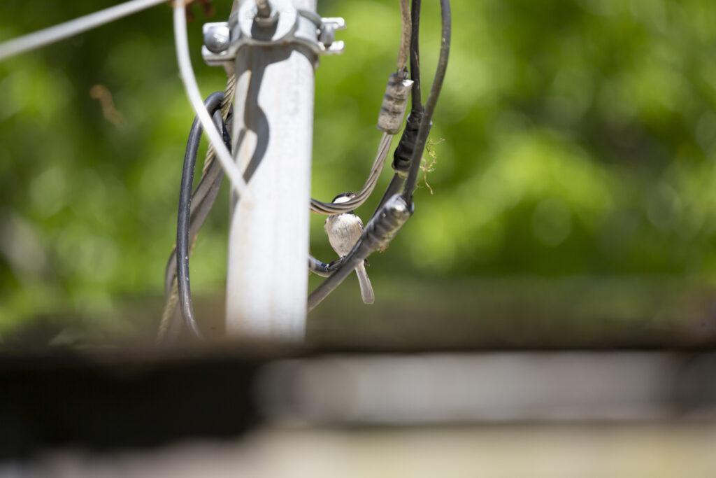 bird on a wire